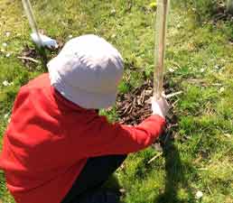 Routes for Roots | Planting Trees and Wildflower Meadows